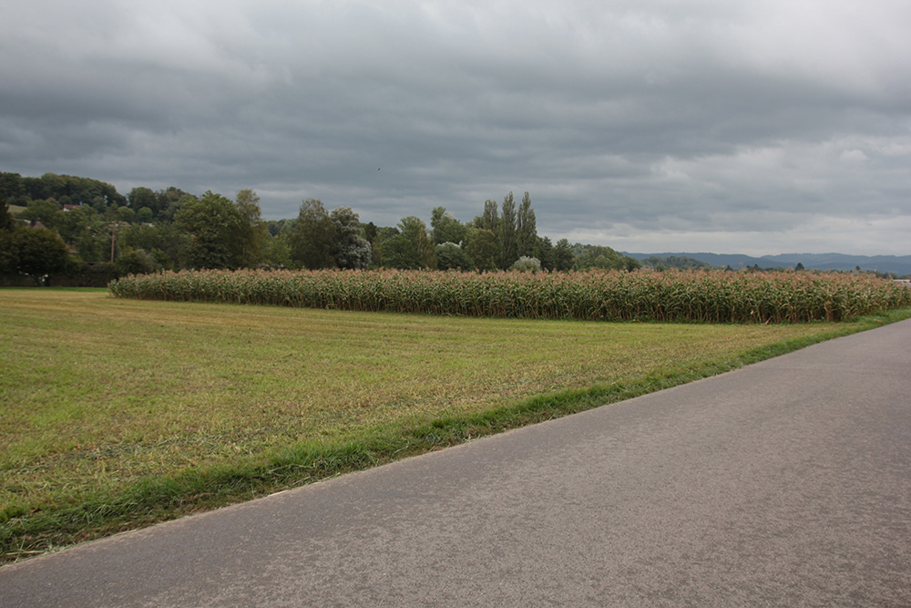 Das Feld in Kehrsatz von der Strasse aus.