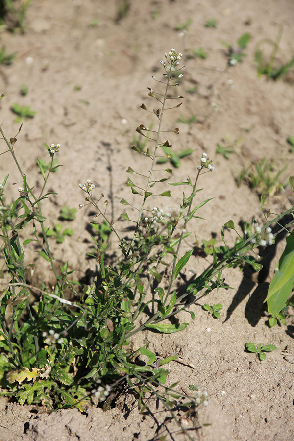 Hirtentäschel: dieses Unkraut kommt in Wiesen relativ häufig vor und bedeckte in Niederscherli vor der Saat den grössten Teil des Bodens. Es ist relativ einfach auszureissen.