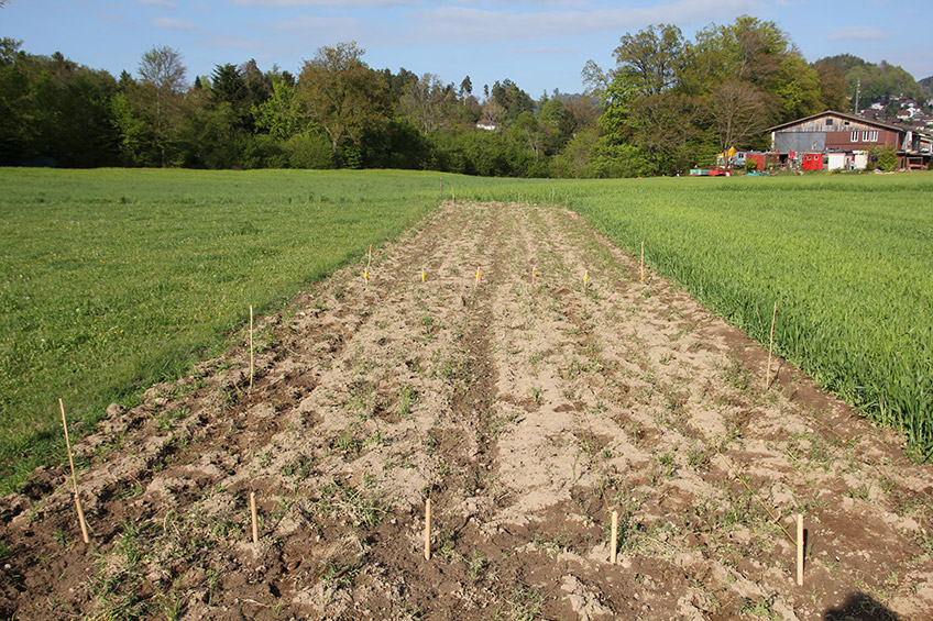 Ein Feld für eine Sorte wird abgesteckt (Zeilen mit 75cm Abstand)